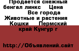 Продается снежный бенгал(линкс) › Цена ­ 25 000 - Все города Животные и растения » Кошки   . Пермский край,Кунгур г.